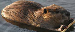 Beaver