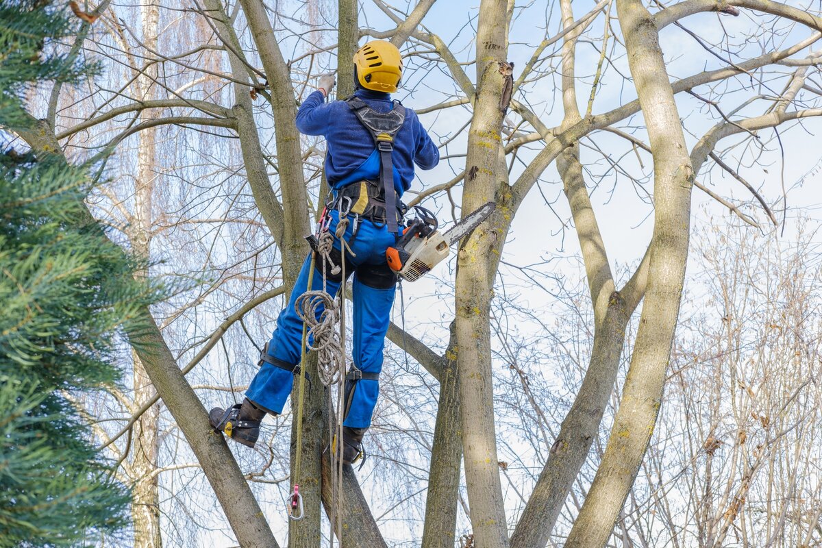 DTE can’t tree trim its way to reliability – Michigan Capitol Confidential